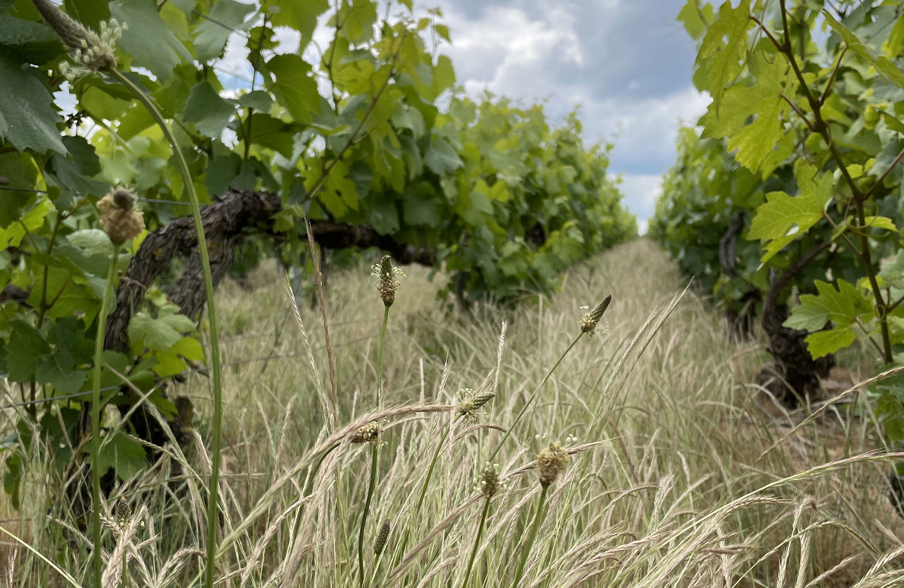 Champagne Faucheron-Gavroy
